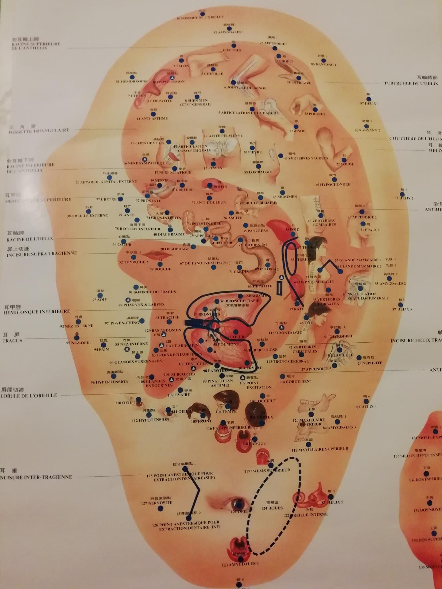 Ausies kaušelio akupunktūros taškų schema